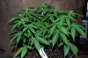 Indoor garden pics 110.jpg
