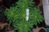 Indoor garden pics 103.jpg