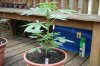 Indoor garden pics 130.jpg