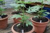 Indoor garden pics 129.jpg