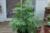 Indoor garden pics 127.jpg