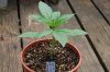 Indoor garden pics 126.jpg