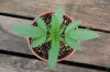 Indoor garden pics 125.jpg