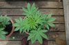 Indoor garden pics 124.jpg