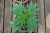Indoor garden pics 123.jpg