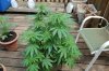 Indoor garden pics 121.jpg
