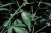 Indoor garden pics 138.jpg