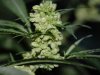 Indoor garden pics 137.jpg