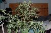 Indoor garden pics 132.jpg