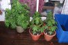 Indoor garden pics 147.jpg
