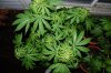 Indoor garden pics 146.jpg