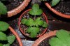 Indoor garden pics 145.jpg