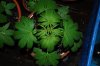 Indoor garden pics 143.jpg