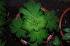 Indoor garden pics 141.jpg