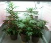 day44_gnomo_autoblueberry__pineapplexpress.jpg