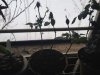 deadroses - Copy.jpg deadroses - Copy.jpg