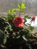 rose2 - Copy - Copy.jpg rose2 - Copy - Copy.jpg