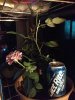 rose1 - Copy.jpg rose1 - Copy.jpg