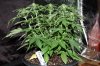 Indoor garden pics 164.jpg