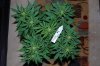 Indoor garden pics 163.jpg