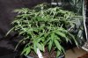 Indoor garden pics 160.jpg