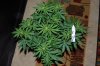 Indoor garden pics 159.jpg