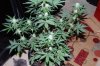 Indoor garden pics 152.jpg
