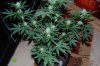 Indoor garden pics 151.jpg