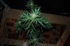 Indoor garden pics 150.jpg