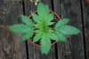 Indoor garden pics 168.jpg