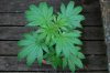Indoor garden pics 170.jpg