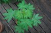 Indoor garden pics 171.jpg