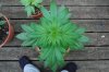Indoor garden pics 172.jpg
