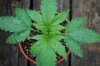 Indoor garden pics 173.jpg