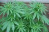 Indoor garden pics 174.jpg
