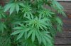 Indoor garden pics 175.jpg