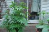 Indoor garden pics 176.jpg