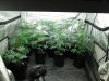 2nd OD Plant Pics 2014 004.jpg