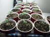 2nd OD Plant Pics 2014 005.jpg