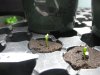 Devins wonder sprout.jpg