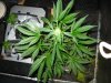 mm b-grade hash run 046.jpg