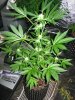 mm b-grade hash run 045.jpg