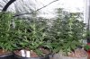 Indoor Flowers 046.jpg