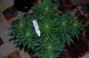 Indoor Flowers 026.jpg