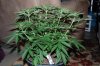Indoor Flowers 015.jpg