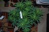 Indoor Flowers 014.jpg