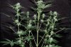 Indoor Flowers 040.jpg