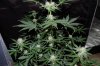 Indoor Flowers 041.jpg