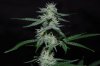 Indoor Flowers 043.jpg