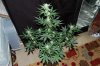 Indoor Flowers 045.jpg